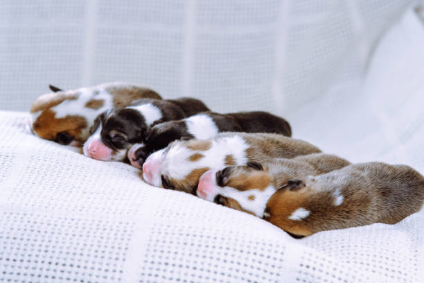 istock Puppies are snuggled up to each other for several days from birth, sleeping on white blanket at home. Dog breeding. 1482689250