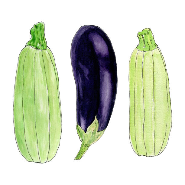 ilustrações de stock, clip art, desenhos animados e ícones de watercolour vegetables set on white background. zucchini and eggplant. sketch style - agriculture backgrounds cabbage close up