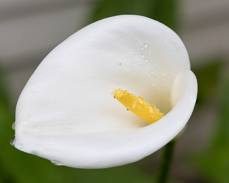 Closeup shot of an Asiatic Lily in white and yellow color with brown stamen and water drops under dark back ground