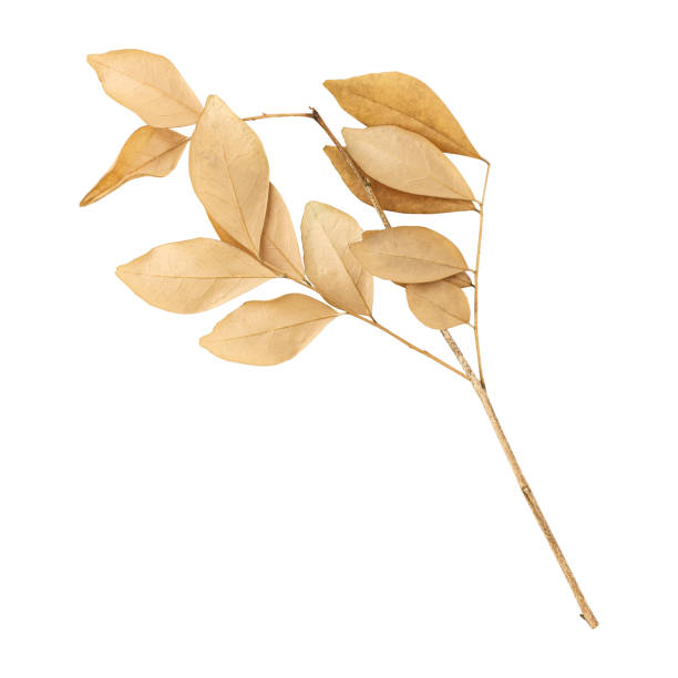 istock Close up a beautiful dry murraya leaves 1482695957