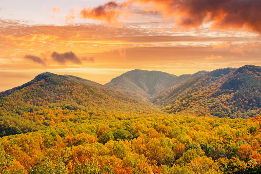 Rolling hills covered in autumn  treetops during a vibrant sunset in the Smokey Mountain national park in Tennessee.