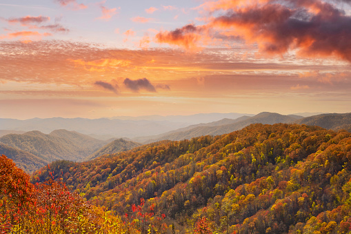 Rolling hills covered in autumn  treetops during a vibrant sunset in the Smokey Mountain national park in Tennessee.