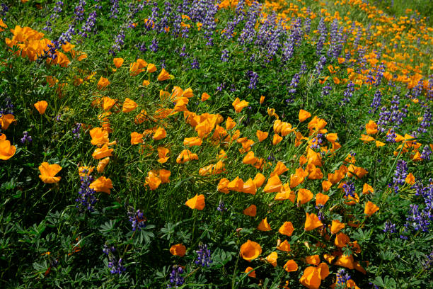 カリフォルニアポピーとルピナスの野生の花のクローズアップ - poppy purple flower close up ストックフォトと画像