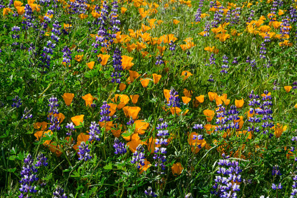 カリフォルニアポピーとルピナスの野生の花のクローズアップ - poppy purple flower close up ストックフォトと画像