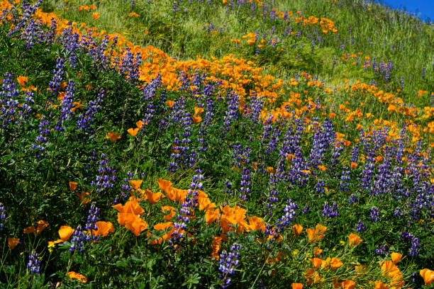 カリフォルニアポピーとルピナスの野生の花のクローズアップ - poppy purple flower close up ストックフォトと画像