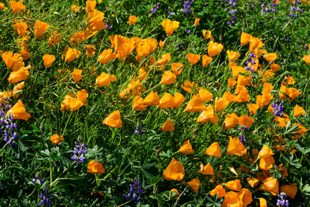 カリフォルニアポピーとルピナスの野生の花のクローズアップ - poppy purple flower close up ストックフォトと画像