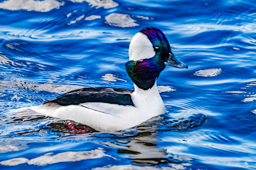 Bufflehead Duck Blue Waters Lake Washington Bellevue Washington. Native to North America