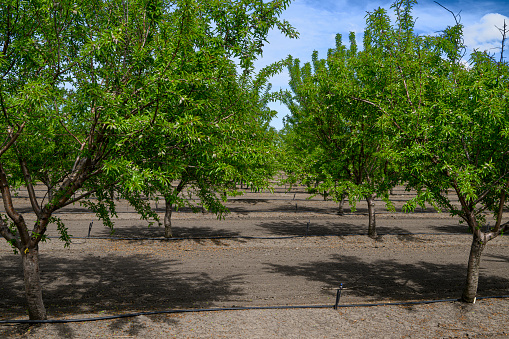 Almond (Prunus dulcis) orchard with ripening fruit on trees.\n\nTaken in the San Joaquin Valley, California, USA.