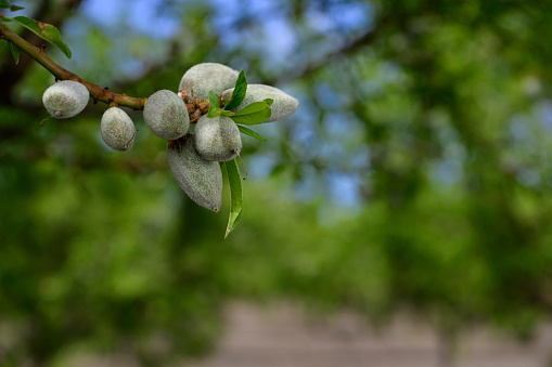 Close-up of maturing almond kernels with the shell hardening around it—both protected by a fuzzy outer hull.\n\nTaken in the San Joaquin Valley, California, USA