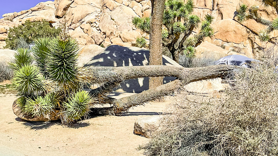 An open camping site at Joshua Tree National Park in California