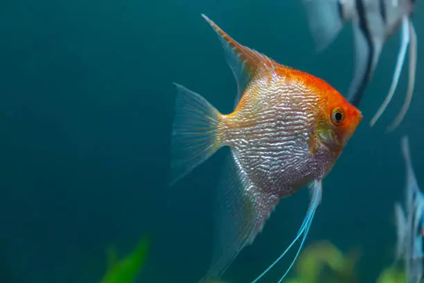 Photo of Angel fish