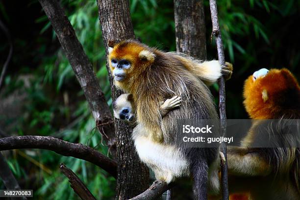 Madre Con Bebé Mono Dorado Foto de stock y más banco de imágenes de Mono dorado - Mono dorado, China, Aire libre