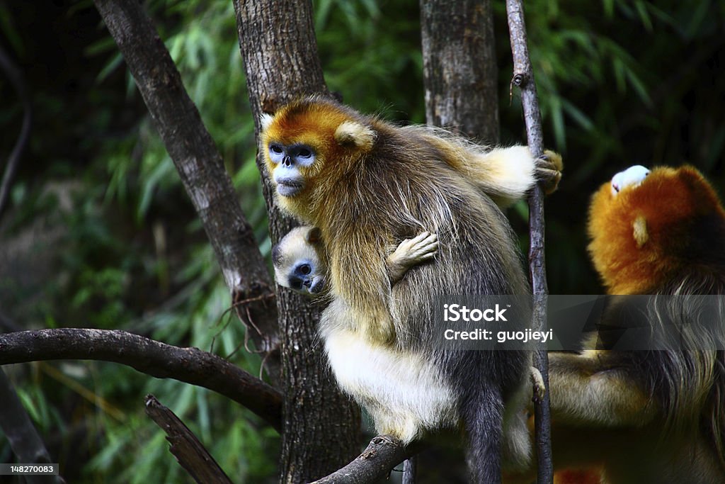 Bambino di Scimmia dorata con Madre - Foto stock royalty-free di Scimmia dorata