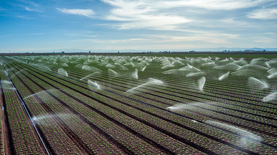The image shows a vast agricultural field in California being watered despite water shortages in the region. The field is being irrigated with a complex network of pipes and sprinklers, which send water spraying across the parched earth. The contrast between the lush greenery of the field and the dry desert landscape beyond is stark. The image highlights the challenges faced by farmers in California, who must balance the demands of agriculture with the need to conserve water in a drought-prone region. It also raises questions about the sustainability of water usage in the state and the need for innovative solutions to address the ongoing water crisis. Despite the challenges, the image also underscores the resilience and determination of California farmers to keep their crops growing, even in the face of adversity.