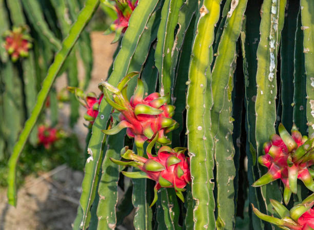 istock Pitaya fruit, Tien Giang province 1482702394