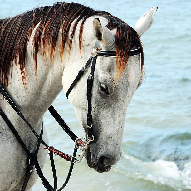 istock White horse portrait 148270303