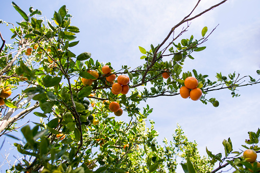 Beautiful orange fruit tree is growing up towards the blue sky, filled with ripe fruit ready for tourists to harvest on a Hawaiian farm tour.