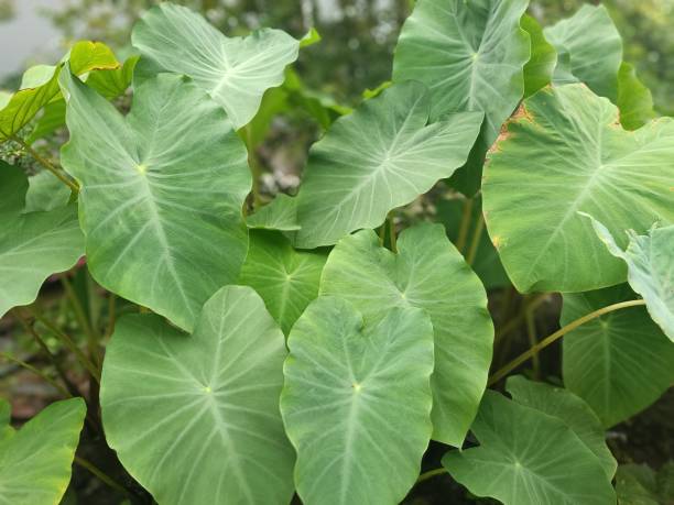 istock taro leaf with its broad leaf surface and fresh green color grows in the plantation soils of Asian monsoons 1482703177