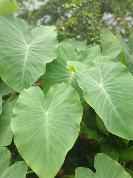 istock taro leaf with its broad leaf surface and fresh green color grows in the plantation soils of Asian monsoons 1482703209