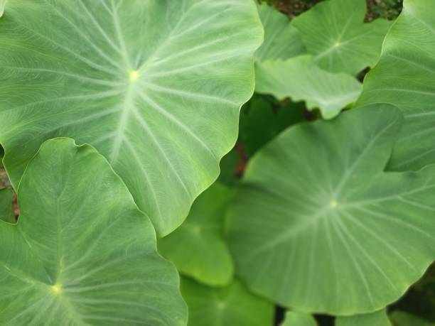 istock taro leaf with its broad leaf surface and fresh green color grows in the plantation soils of Asian monsoons 1482703241