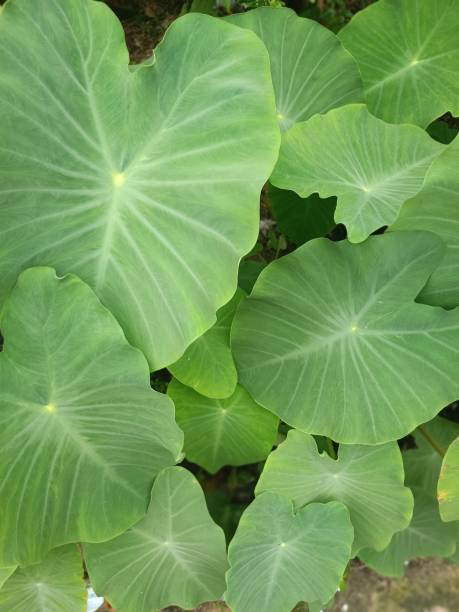 istock taro leaf with its broad leaf surface and fresh green color grows in the plantation soils of Asian monsoons 1482703323