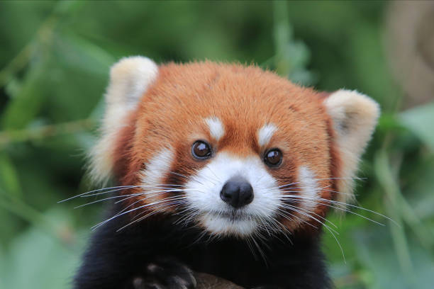 istock The Red Panda, Firefox or Lesser Panda 18 Nov 2012 1482703538