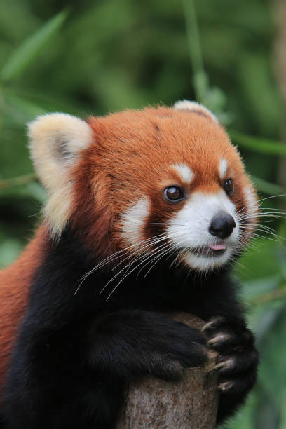 istock The Red Panda, Firefox or Lesser Panda 18 Nov 2012 1482703541