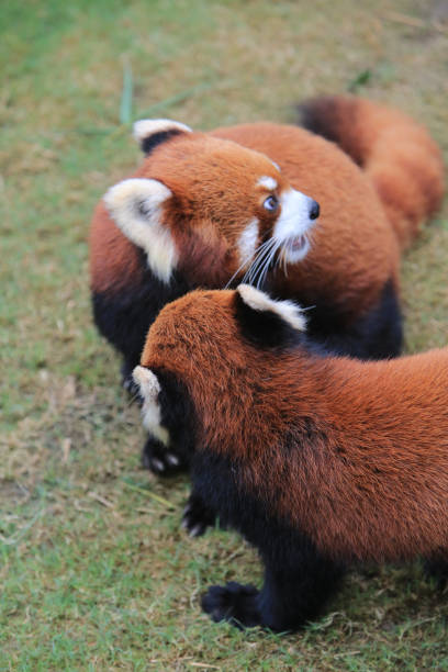 istock The Red Panda, Firefox or Lesser Panda 18 Nov 2012 1482703571