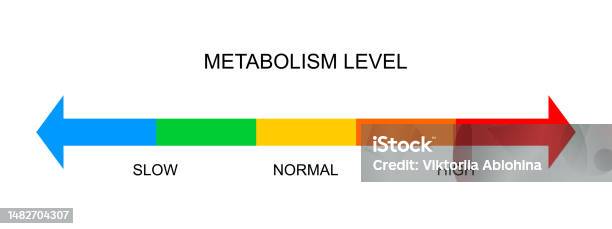 Overarching Metabolic Chart Metabolism Meter Horizontal Scale Metabolic Levels From Slow To High ...
