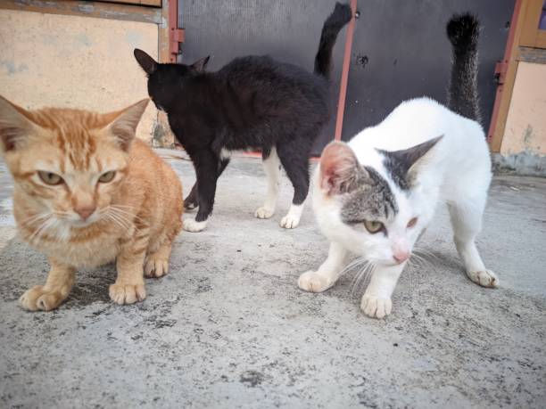 istock there is a white , orange and black cat standing on terrace floor 1482704509
