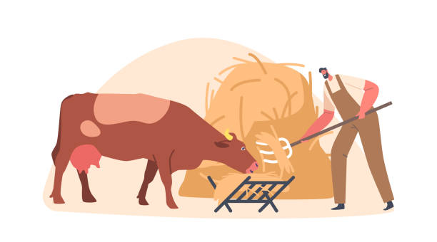 ilustraciones, imágenes clip art, dibujos animados e iconos de stock de el personaje masculino del granjero le da heno a una vaca en una granja ganadera, asegurándose de que el animal esté bien alimentado y cuidado - animal husbandry