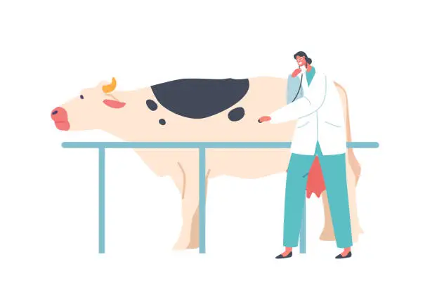 Vector illustration of Veterinary Doctor Female Character Uses A Stethoscope To Examine The Health Of The Cow. The Doctor Checkup Cow