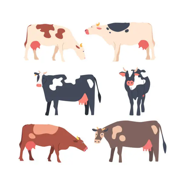 Vector illustration of Set of Cows Isolated White Background, Brown, Clack And White Cows with Large Eyes And Prominent Snout Chew Its Cud