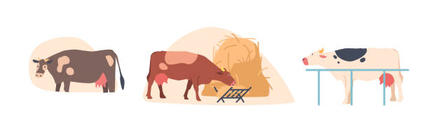 ilustraciones, imágenes clip art, dibujos animados e iconos de stock de las vacas se paran en el potrero, comiendo heno mientras disfrutan del aire fresco y los espacios abiertos de la granja ganadera - paddock