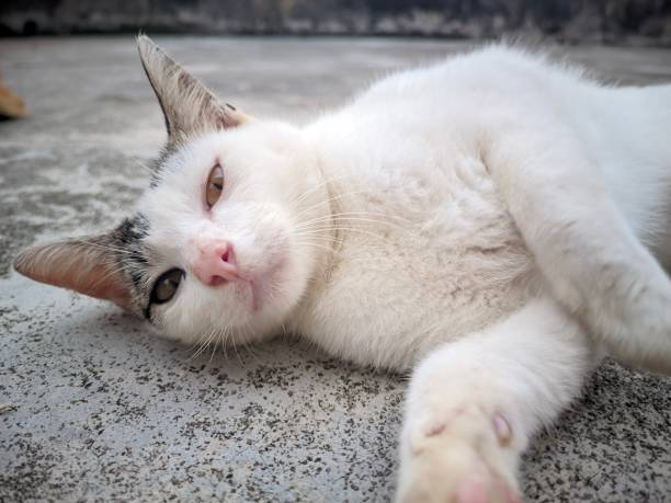 istock closeup a white beautiful aegean cat with cute face lying down on gray textured floor 1482706197