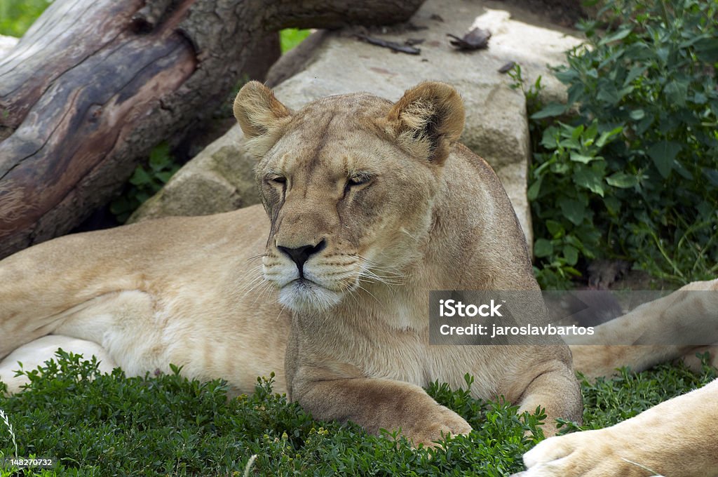 Lion - Lizenzfrei Afrika Stock-Foto