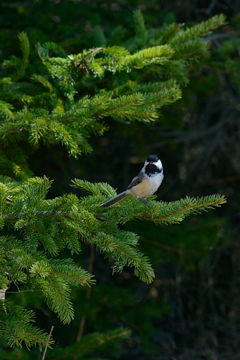 istock Black-capped Chickadee sitting on fir tree in April in Ontario Canada 1482707616