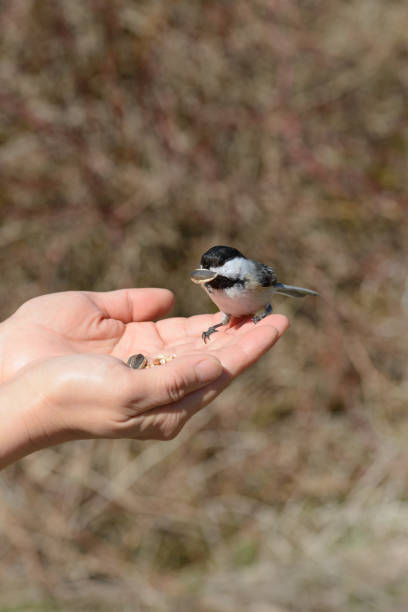 istock Black-capped Chickadee feeds from human hand in April in Ontario Canada 1482707627