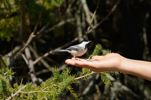 istock Black-capped Chickadee feeds from human hand in April in Ontario Canada 1482707636