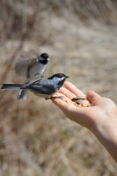 istock Black-capped Chickadee feeds from human hand in April in Ontario Canada 1482707648
