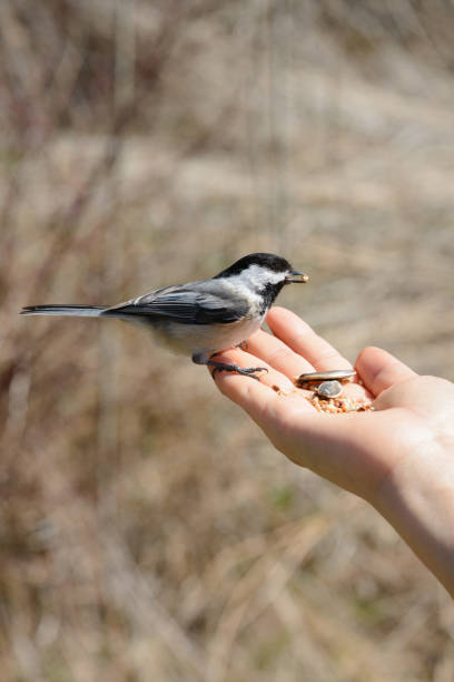 istock Black-capped Chickadee feeds from human hand in April in Ontario Canada 1482707659