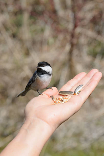 istock Black-capped Chickadee feeds from human hand in April in Ontario Canada 1482707679