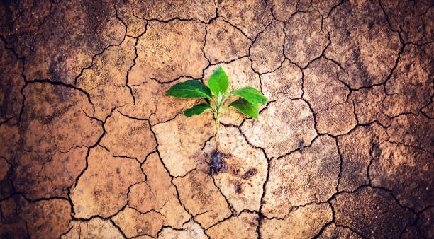 istock Top view a tree growing on cracked earth arid, and dehydrated. Saving the environment and Global warming concept 1482708474