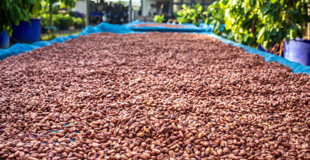 istock Organic cocoa beans sun drying on the farm 1482708480