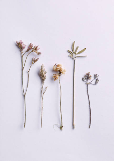 istock Plant in herbarium 1482709195