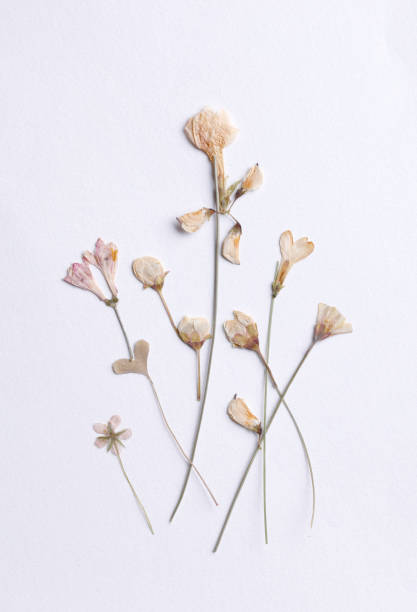 istock Dried pastel pink flowers 1482710884
