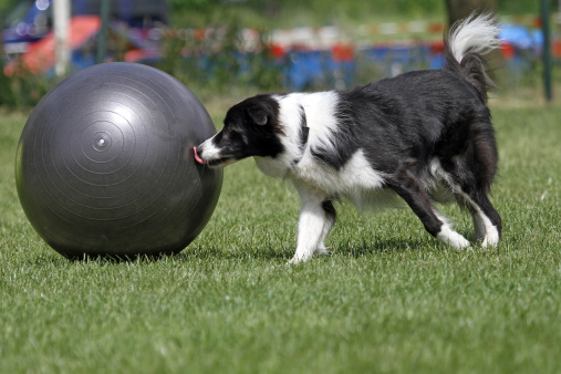 Two Australian Shepherd dogs playing with ball on meadow in sunny day.  This file is cleaned and retouched.
