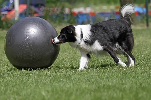 border collie doing treibbal sport