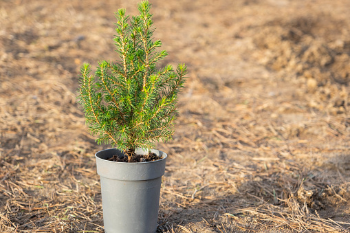 Coniferous plants in pots with a closed root for planting on your garden plot from the nursery. Gardening of a garden plot in spring