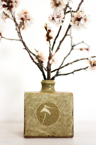 Spring Apricot Blossoms in Japanese Vase